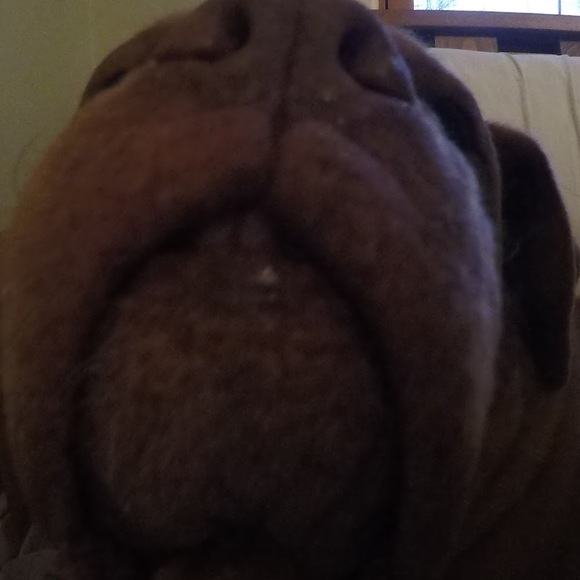 Meet your Posher, Jacob - Picture 1 of 1